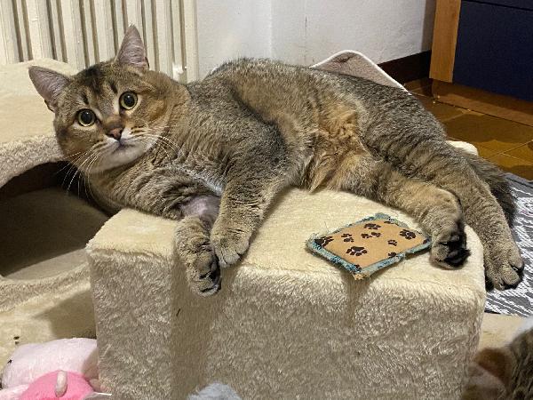 Bibó cerca adozione del cuore  Foto 3